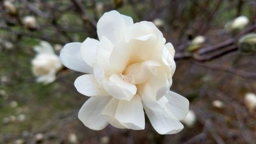 Close-up of flower