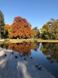 Scenic view of lake by trees against clear sky
