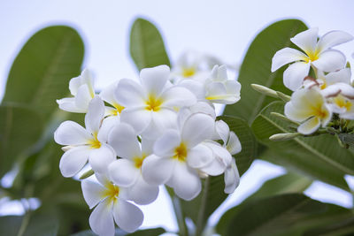 Close-up of white flowering plant