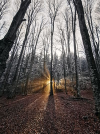 Road amidst trees in forest during autumn