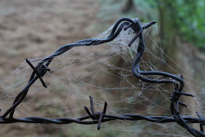 Close-up of spider web