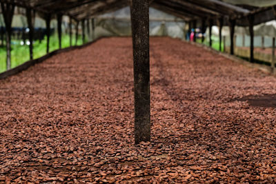Surface level of trees on field during autumn
