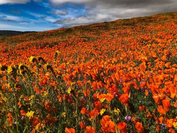 Scenic view of flowering plants on field against orange sky