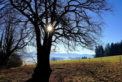Low angle view of trees against sky