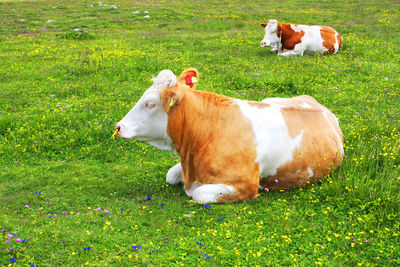Cows relaxing on field