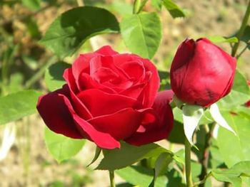 Close-up of red tulip