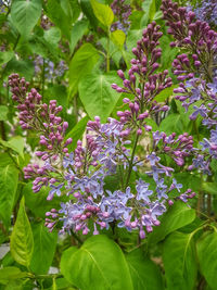 Close-up of purple flowers blooming outdoors