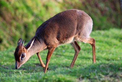 Close-up of deer grazing on field