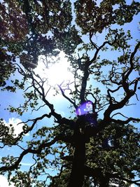 Low angle view of trees against sky