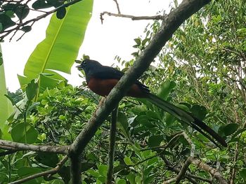 Low angle view of cat on tree