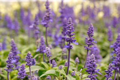 Close-up of purple flowering plants on field