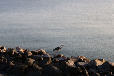 View of birds perching on rock