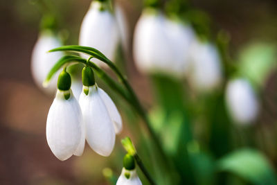 Close-up of white flowering plant