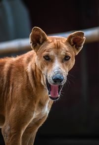 Close-up portrait of dog