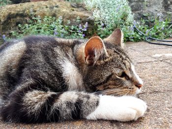 Close-up of a sleeping cat