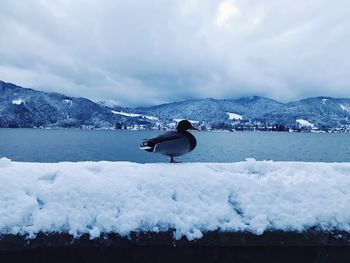 Bird perching on snow at lakeshore against cloudy sky