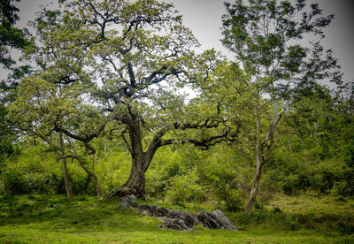 View of trees in forest