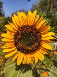 Close-up of sunflower