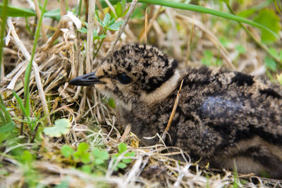 Chick lapwing sitting on a field in the grass - closeup