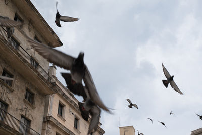 Low angle view of birds flying in building