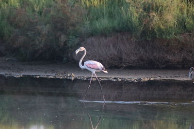 Bird perching on a lake