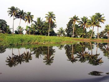 Reflection of trees in water