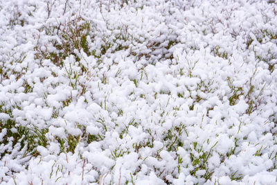 Full frame shot of snow covered plants on field