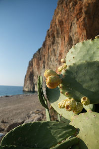 Close-up of plants