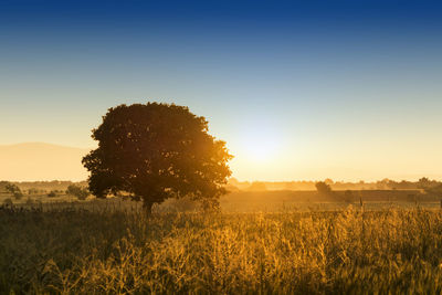 Tree and fields with sunrise