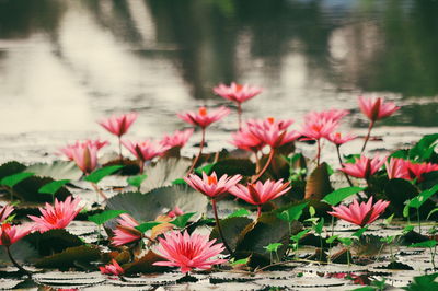 Close-up of red flowers blooming against lake