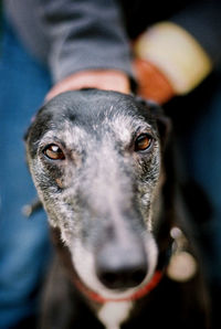 Close-up of hand holding dog