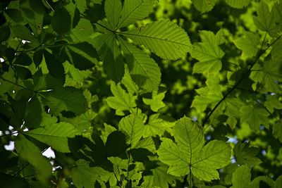 Close-up of green leaves