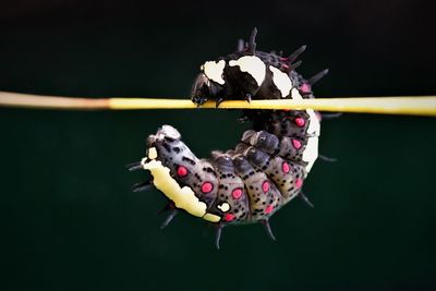 A common mime caterpillar with a dramatic change in appearance.