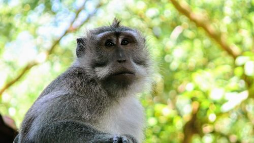 Low angle view of monkey looking away