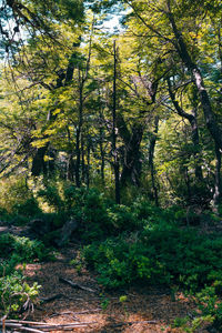 Trees in forest