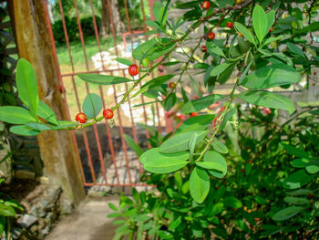 Close-up of fruits growing on tree