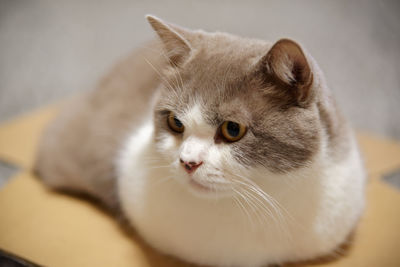 Close-up of cat looking away