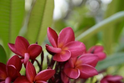 Close-up of pink flowering plant