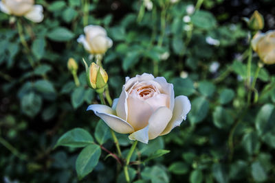 Close-up of white rose