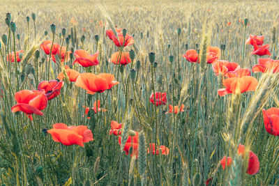 Close-up of red poppy flowers on field