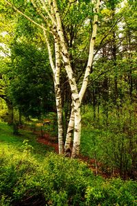 Trees in forest