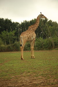 Giraffe standing on field against sky