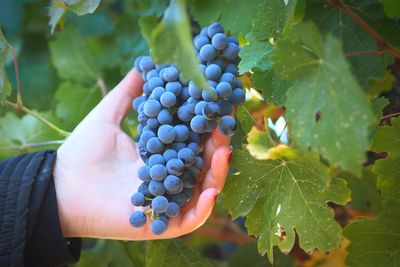Close-up of grapes growing in vineyard