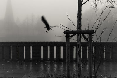 Bird flying over lake against sky