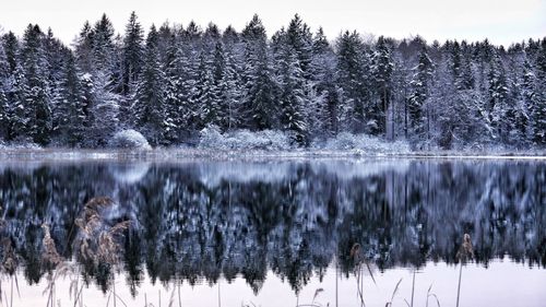 Snow covered pine trees in forest against sky