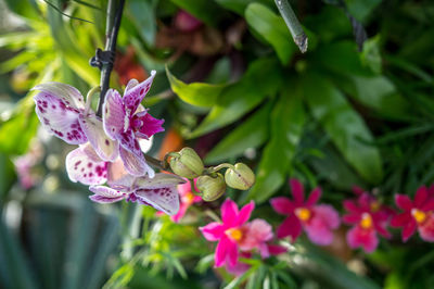 Close-up of butterfly on pink flower