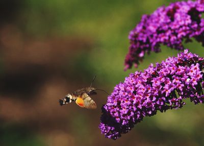 Close-up of hummingbird moth pollinating on flower