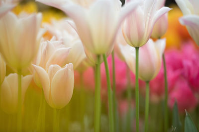 Close-up of white crocus flowers on field