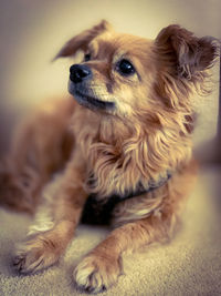 Close-up of a dog looking away