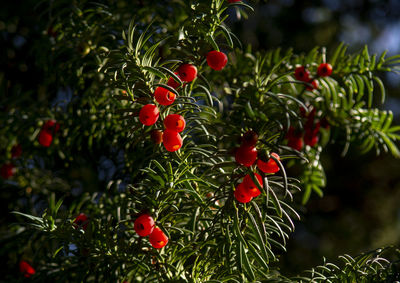 Taxus baccata ripe red berries. european or common yew poisonous fruits.